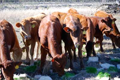 DIY Fodder Systems - Cows Eating Fodder