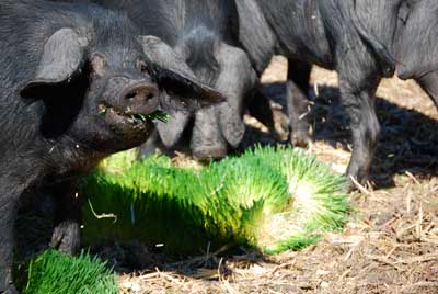 DIY Fodder Systems - Pigs Eating Fodder