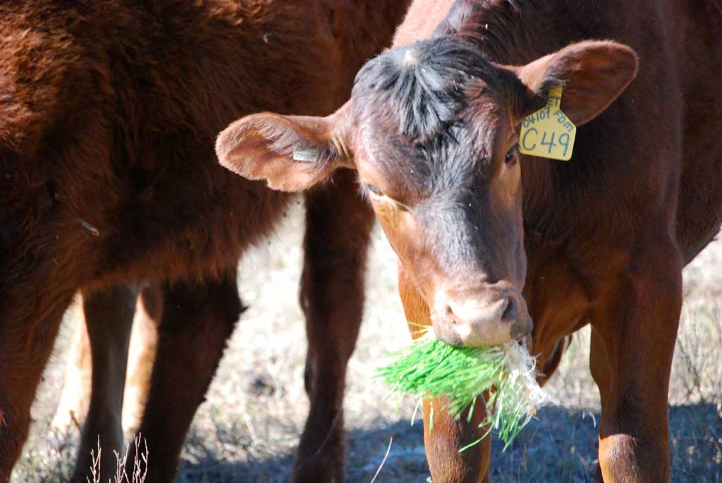 DIY Fodder Solutions