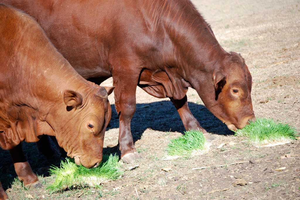 DIY Fodder Solutions