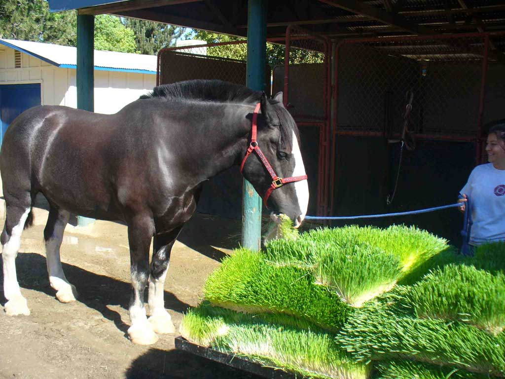 DIY Fodder Solutions